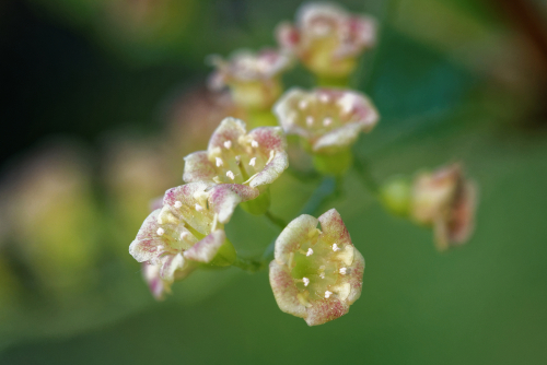 Cassis 'Geant de Boskoop' - jeune plant 2 ans