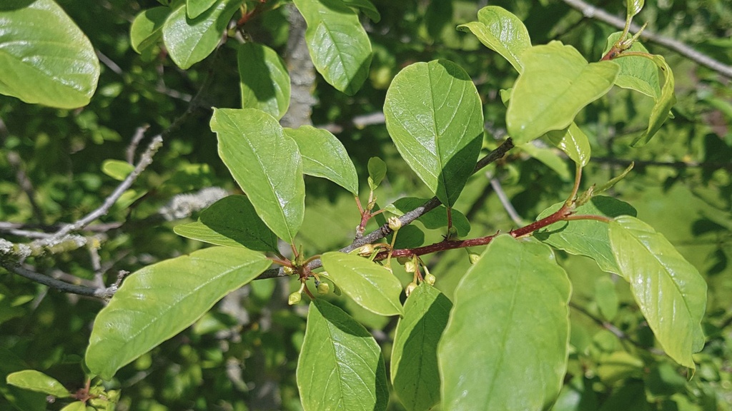 Bourdaine - jeune plant 2 ans