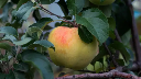 Pommier 'Gros Locard' - scion