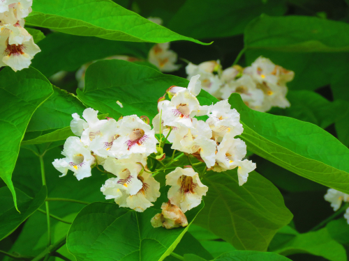 Catalpa -  jeune plant de 2 ans