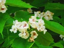 Catalpa -  jeune plant de 2 ans