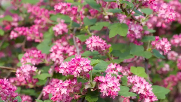 Groseiller à fleurs 