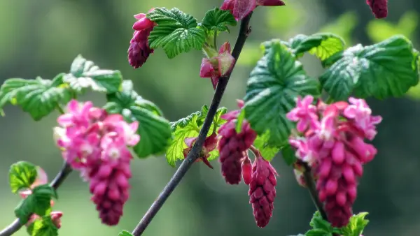 Groseiller à fleurs 