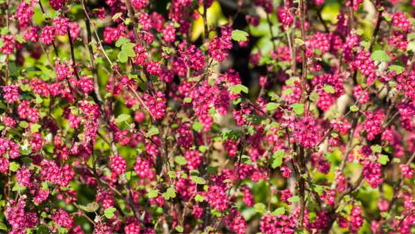 Groseiller à fleurs 
