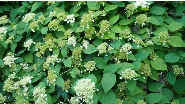 Hortensia grimpante