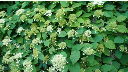 Hortensia grimpante