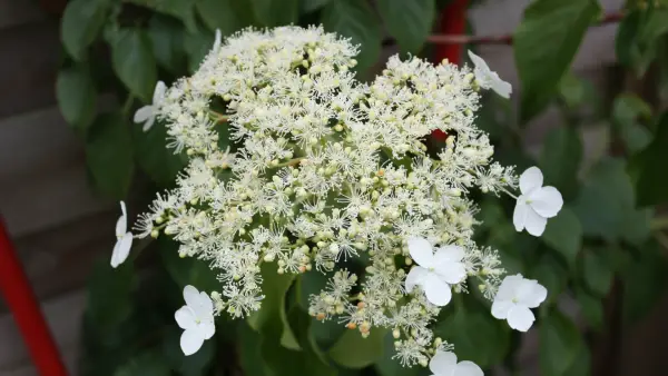 Hortensia grimpante