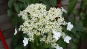 Hortensia grimpante