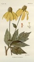 Rudbeckie laciniée - godet -  jeune plant 1 an 