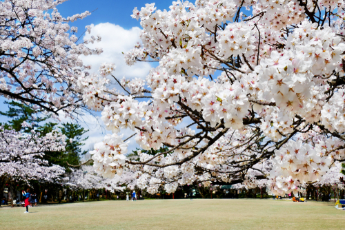 Cerisier à fleurs 'Kojou-no-mai' - jeune plant de 1/2 ans