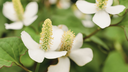 Houttuynia cordata