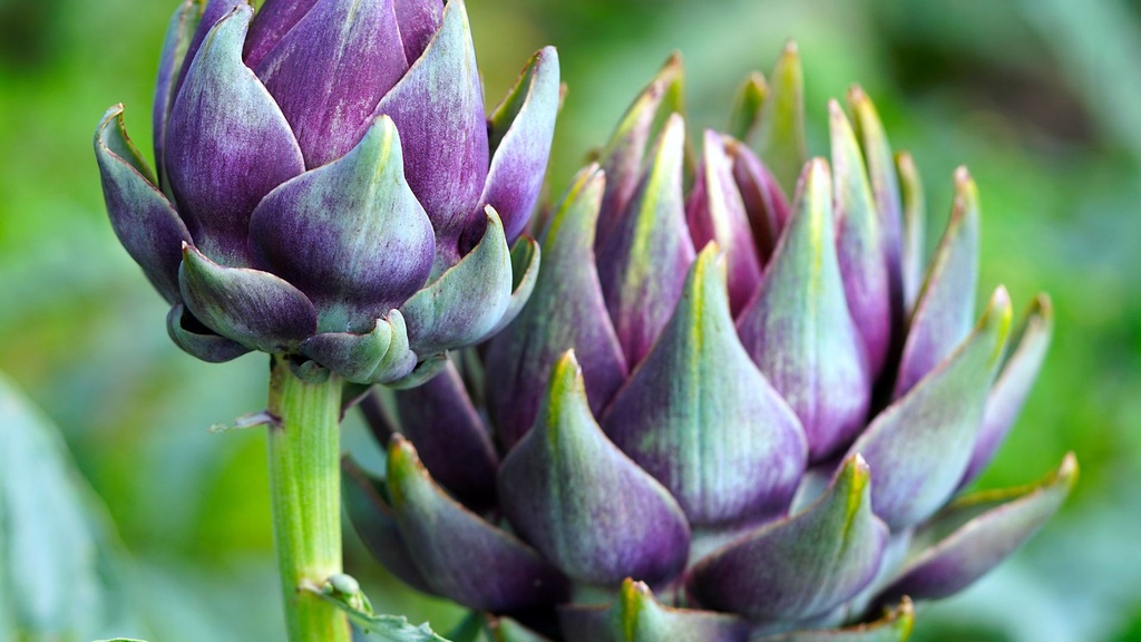 Artichaut 'Imperial star' - jeune plant 1 an
