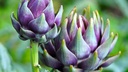 Artichaut 'Imperial star' - jeune plant 1 an