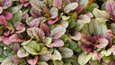 Ajuga repans