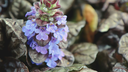 Ajuga repans