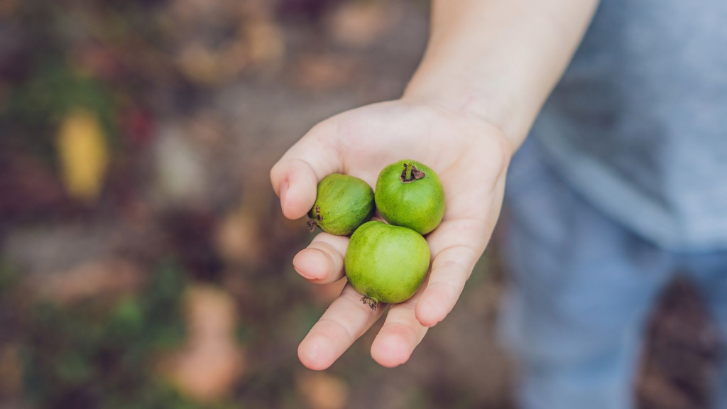 actinidia arguta jumbo2