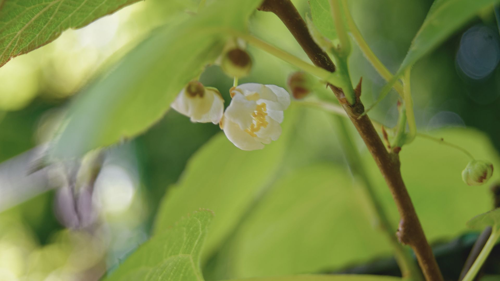 actinidia arguta Jumbo