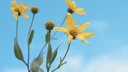 smallanthus