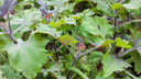 smallanthus