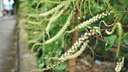 boussingaultia