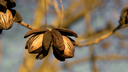 Carya illinoinensis