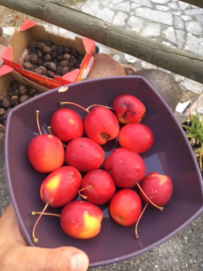 Pommier géant du kazakhstan - scion