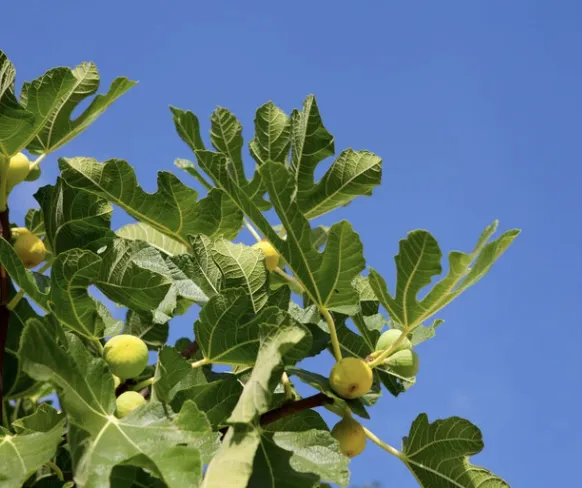 fig mad 2 saisons.webp