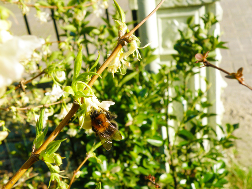 Chèvrefeuille odorant d'hiver - jeune plant 1 an