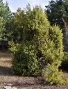 genévrier 3.webp