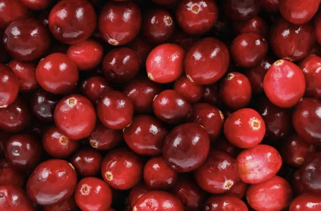 airelle koralle 3.webp