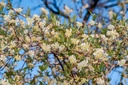 Sorbier des oiseleurs - conteneur - jeune plant de 2/3 ans