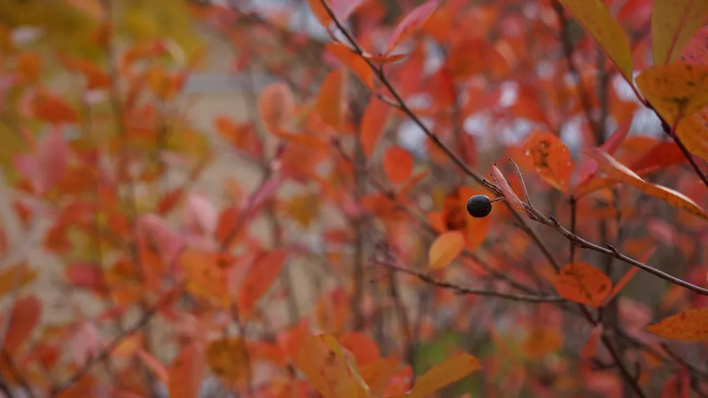 hietaparta-autumn-193334_1920.webp