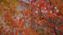 hietaparta-autumn-193334_1920.webp