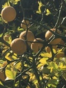 Sorbier des oiseleurs - conteneur - jeune plant de 2/3 ans