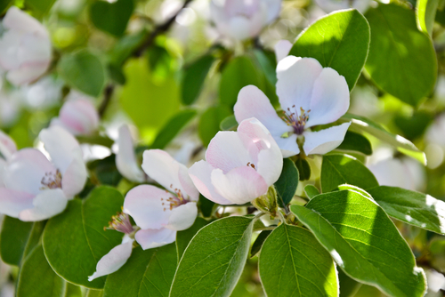 Cognassier 'Champion' - scion