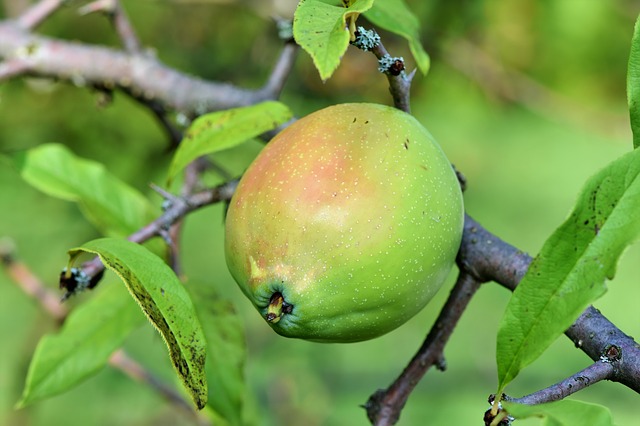 Cognassier du Japon - jeune plant 2 ans