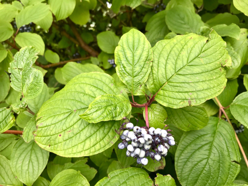 Cornouiller blanc - jeune plant 2/3 ans