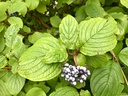 Cornouiller blanc - jeune plant 2/3 ans