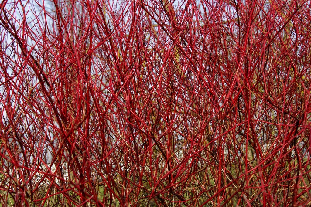 Cornouiller blanc - jeune plant 2/3 ans