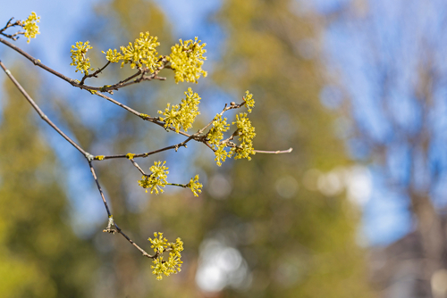 Cornouiller mâle - jeune plant de 1/2 ans