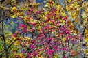 Fusain d'Europe - jeune plant 2 ans