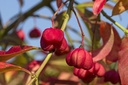 Fusain d'Europe - jeune plant 2 ans