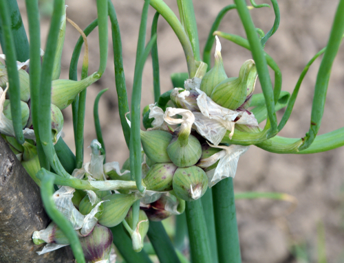 Oignon de Catawissa - Rocambole - godet - jeune plant 1 an 
