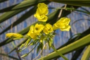 Roquette vivace - godet - jeune plant 1 an