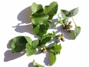 Boussingaultie à feuilles cordées – godet – jeune plant 1 ans