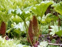 Gunnère rhubarbe géante - Parapluie des pauvres - conteneur - jeune plant 2 ans