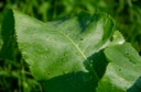 Raifort - godet -  jeune plant 1 an 