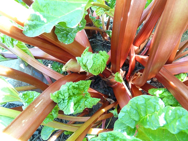 Rhubarbe - conteneur -  jeune plant de 1/2 ans