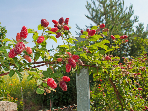 Rubus tayberry - godet - jeune plant 1/2 ans