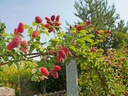 Rubus tayberry - godet - jeune plant 1/2 ans